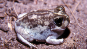 Frog in natural habitat, showing the white foot